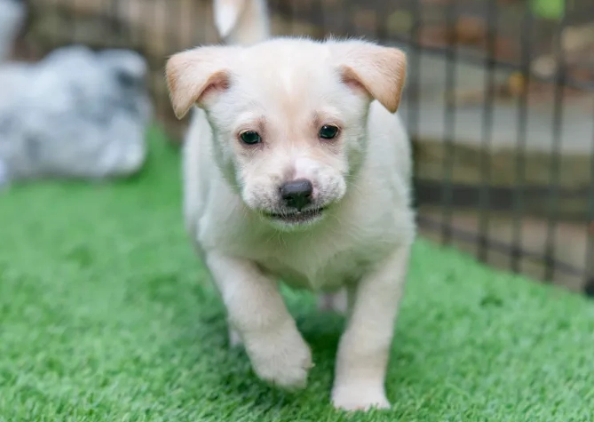 狗狗一直喝水不吃飯原因