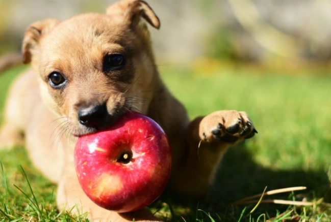 狗狗吃蘋果