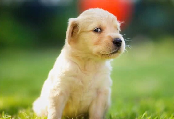 狗狗飲食禁忌杏仁粉