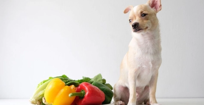 甜椒對狗的好處 甜椒對狗的好處