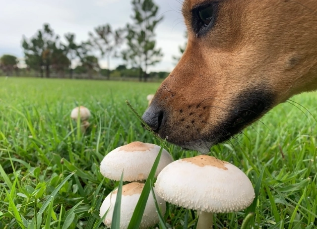 秀珍菇對狗的影響