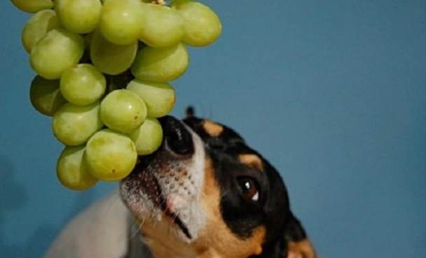 狗中毒急救 狗中毒急救