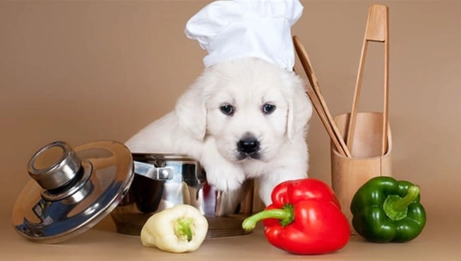 狗吃甜椒 狗吃甜椒