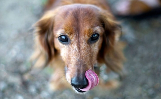 洋葱对狗的毒性