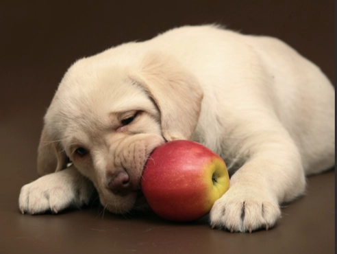 狗狗吃蘋果