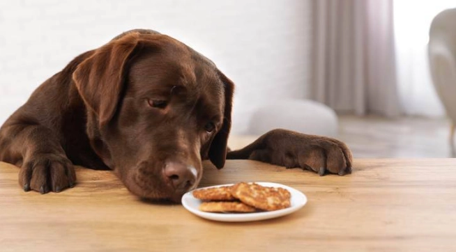 松子對狗有害嗎