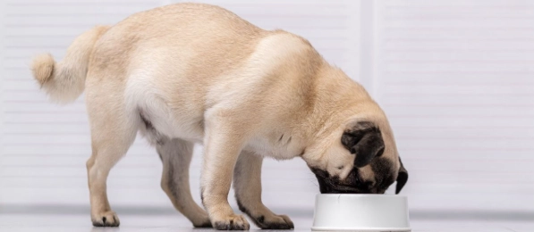 老年犬食慾不振