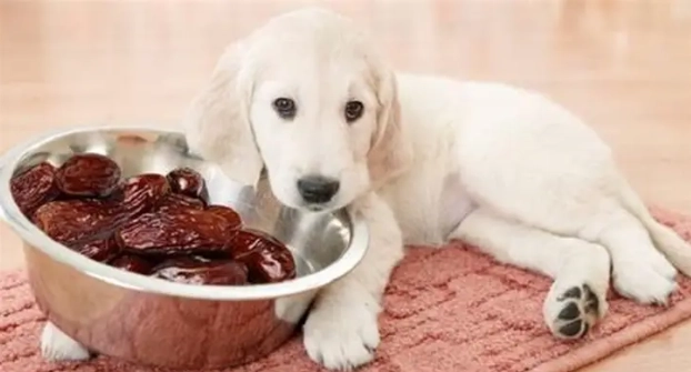 狗誤食核桃急救