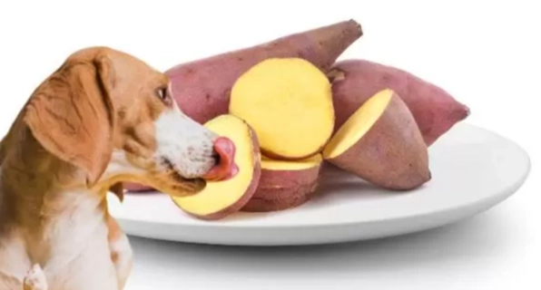 狗吃生地瓜好處