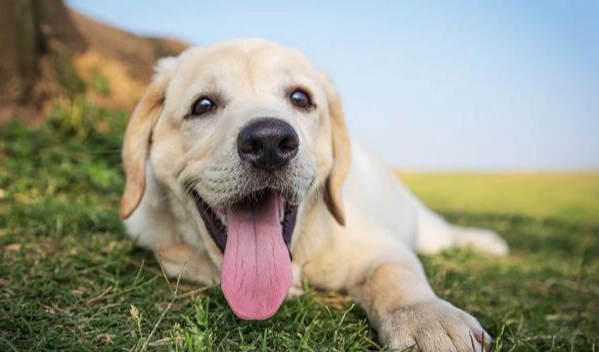 杏仁粉對狗的安全性