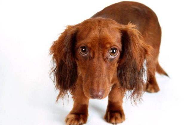 狗洋葱中毒急救