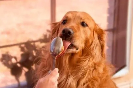 杏仁粉對狗的安全性