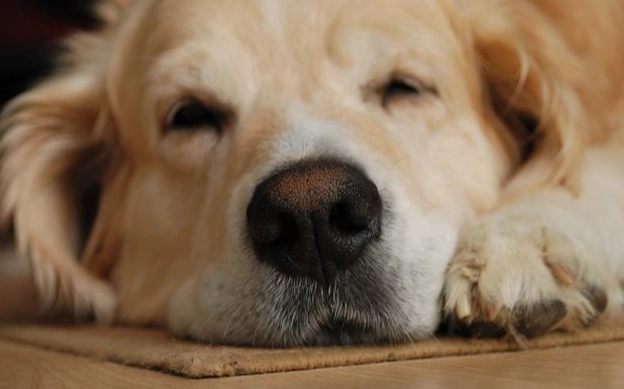 狗狗睡眠習慣 狗狗睡眠習慣