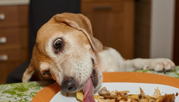 狗飲食安全 狗飲食安全