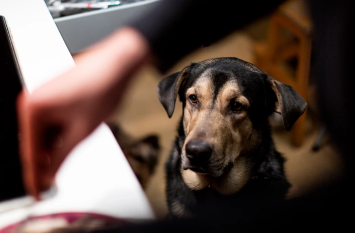 狗狗庫欣氏症治療副作用