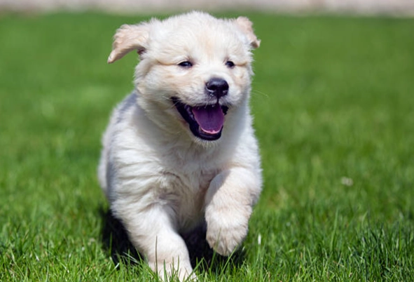 狗狗飲水過量症狀