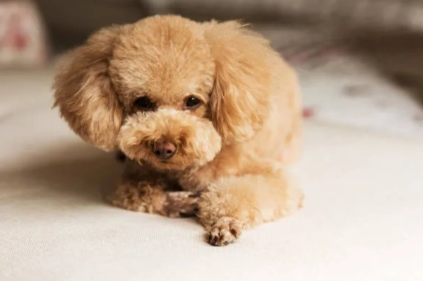 老年貴賓狗照護