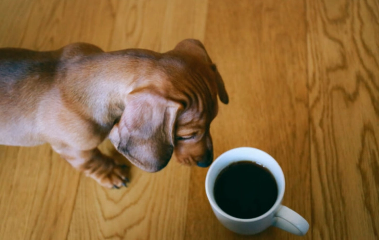 狗咖啡因中毒