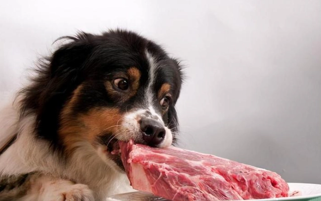 人類食物對狗的危險