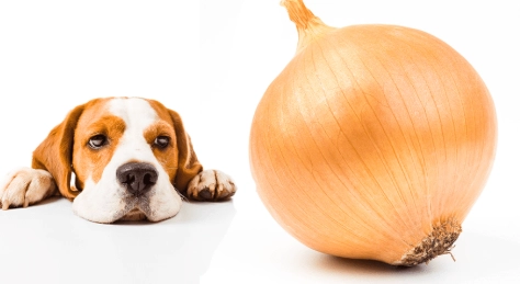 狗洋葱中毒