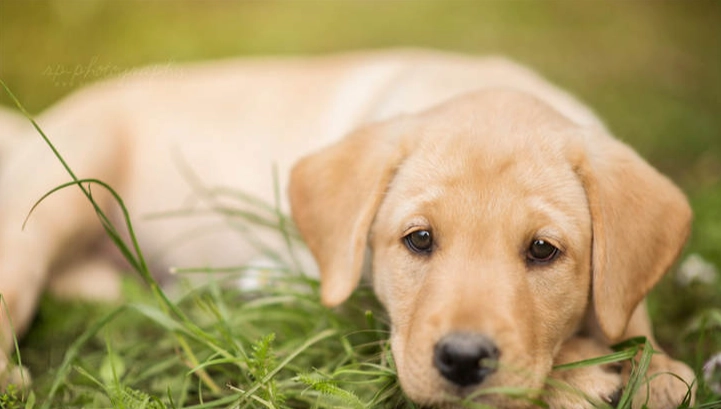 狗狗飲食禁忌杏仁粉
