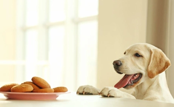 狗吃馬鈴薯皮安全