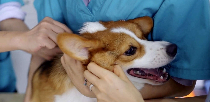 柯基吃小番茄安全嗎