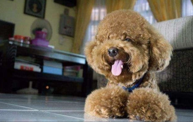 貴賓狗發抖怎麼辦