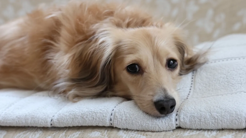 狗狗無乳糖牛奶