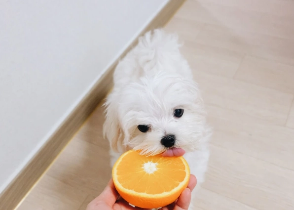 狗吃金桔安全嗎