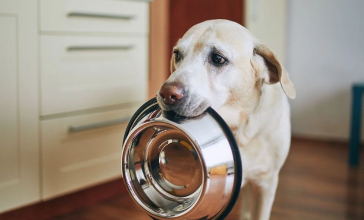 老年狗狗飲食問題