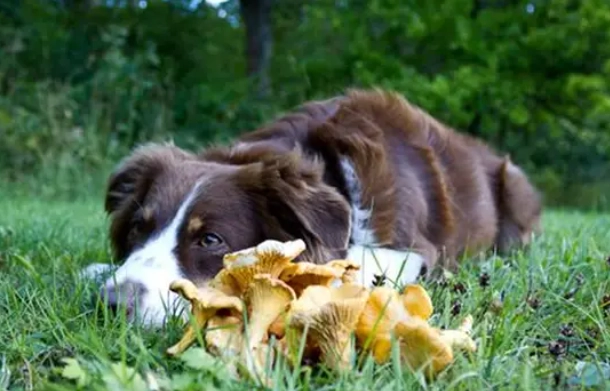 狗誤食蘑菇 狗誤食蘑菇