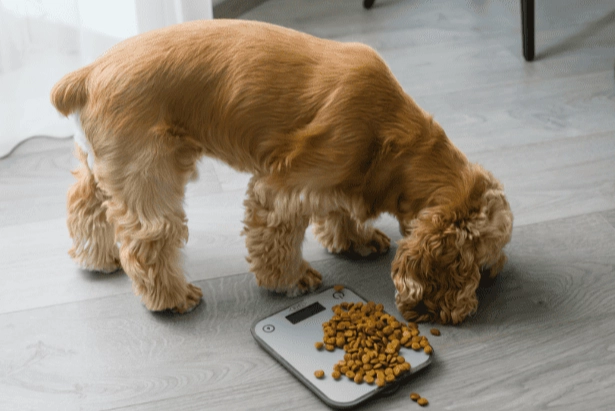 狗狗消化時間多長