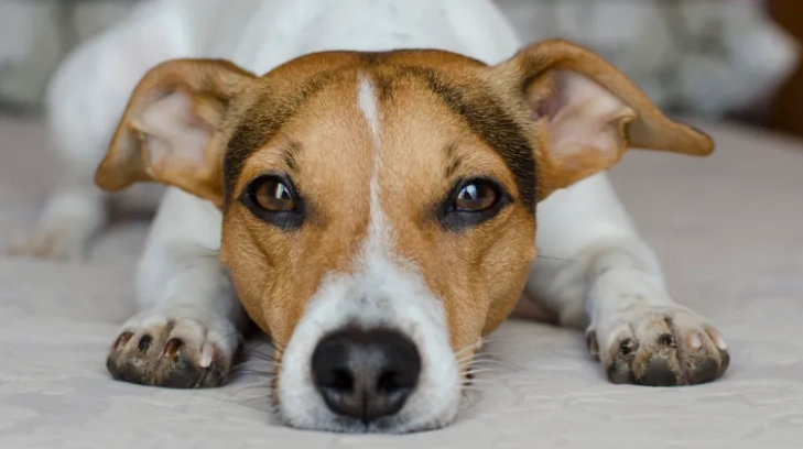 龍眼對狗狗有害嗎
