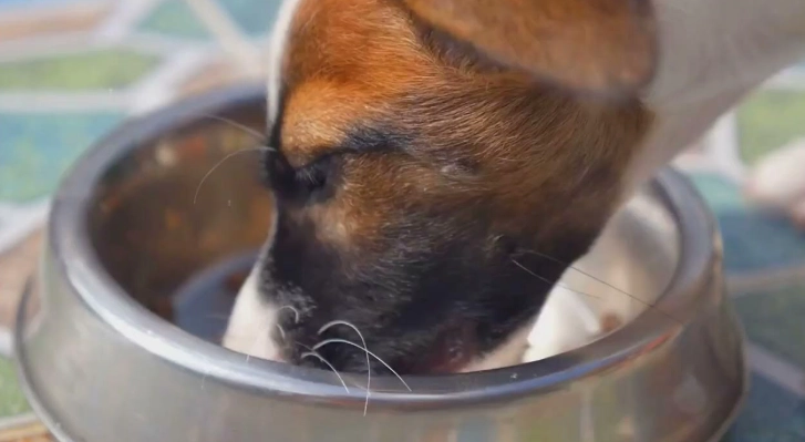 洋蔥對狗有毒 洋蔥對狗有毒