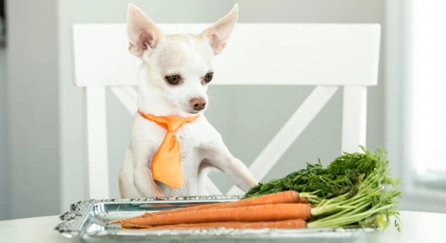 甜椒對狗的好處 甜椒對狗的好處