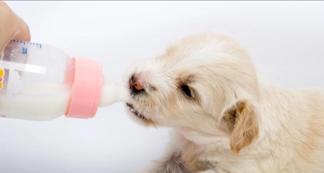 狗狗喝牛奶安全