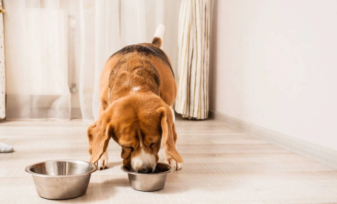 老年犬食慾不振