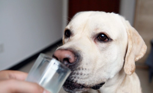 老年犬牛奶