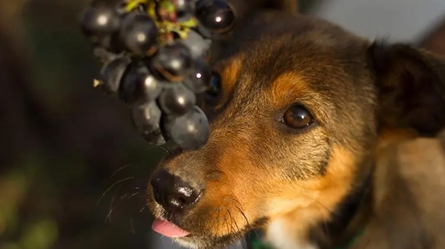 狗狗吃葡萄危害