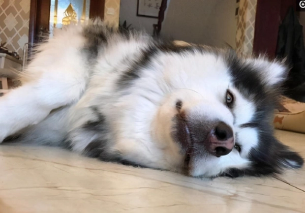 狗狗發抖喘氣原因