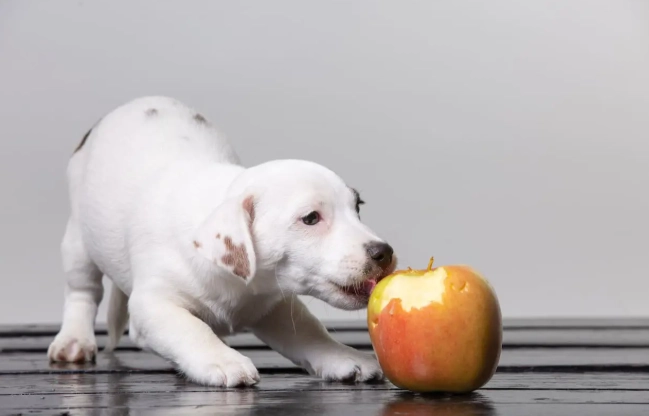 狗狗飲食注意事項