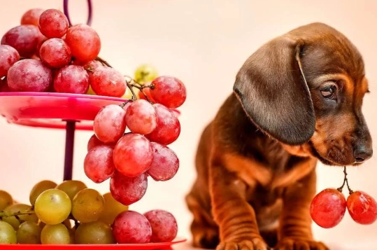 葡萄對狗的毒性