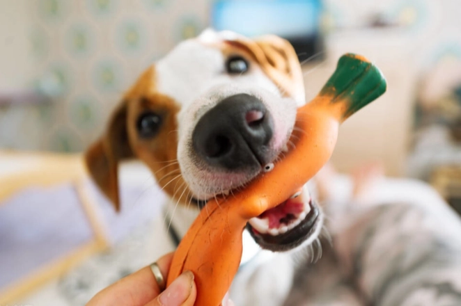 胡蘿蔔對狗的好處