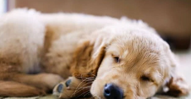 寵物消化問題解決 寵物消化問題解決