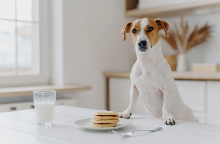 狗食鬆餅注意事項