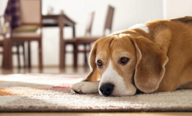 狗狗睡眠習慣改變