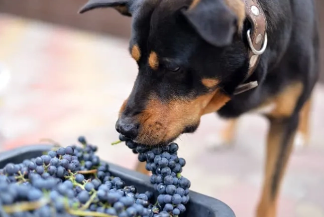 狗葡萄中毒症狀