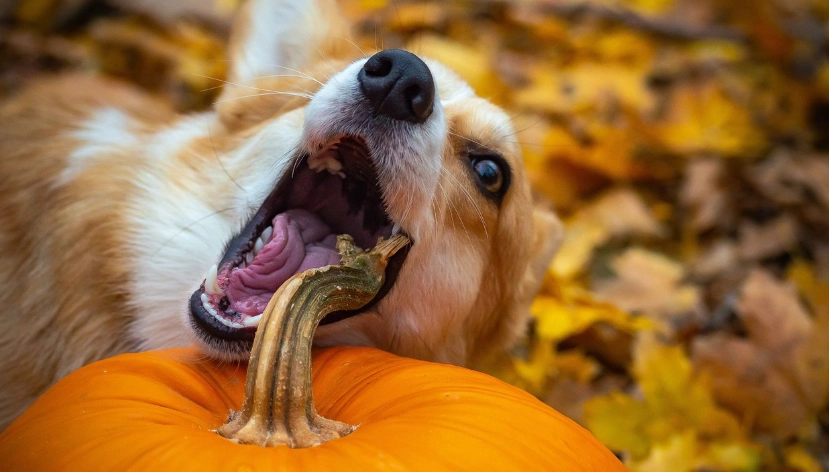 南瓜對狗的好處 南瓜對狗的好處