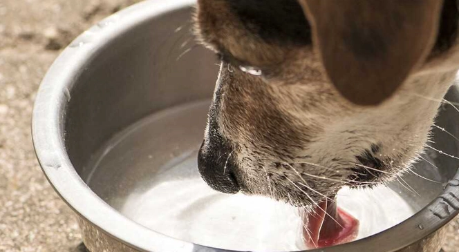 豆漿對老狗的好處